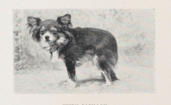 [Extrait] Chèvres et petits pékinois lécheurs de moule