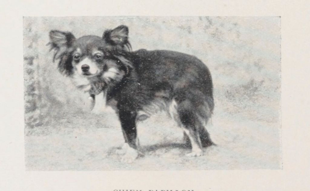 Lire la suite à propos de l’article [Extrait] Chèvres et petits pékinois lécheurs de moule